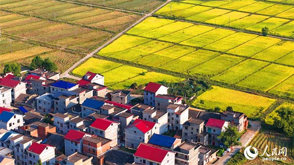 江西吉水:和美鄉村秋色斑斕