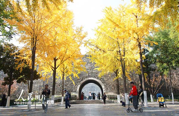 江蘇南京:銀杏披“金甲”